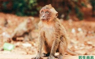 贪玩是什么生肖？性顽贪耍打一最佳生肖