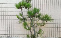 岁寒知松柏是什么生肖？岁寒知松柏最正确生肖