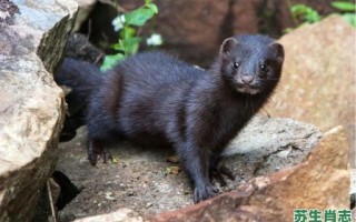 水貂是什么生肖？水貂是什么动物