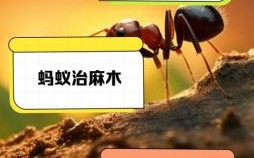 蚁=是什么生肖？蚂蚁和什么生肖有关