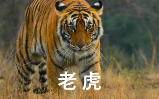 森林之中它为王是什么生肖？森林之中它为王正确答案动物