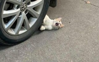 碰瓷是什么生肖？碰瓷打一准确动物