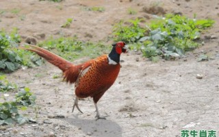 满天飞是什么生肖？满天飞打一准确动物