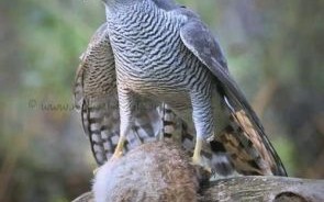 苍鹰是什么生肖？老鹰属于什么生肖