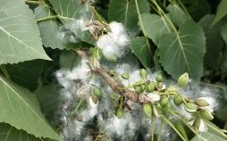 杨花是什么生肖？十二生肖杨花是谁