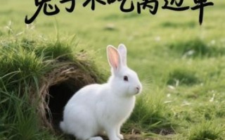 草地是什么生肖的家？草指什么动物什么生肖