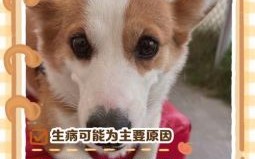 无精打采的动物是什么生肖？无精打采打一准确生肖