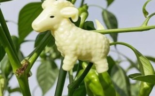 绿苔是什么生肖？绿草生肖是什么动物