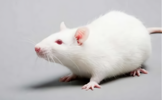 白色是什么生肖？白代表什么动物