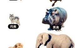 吃肉的动物是什么生肖？吃肉的生肖正确答案