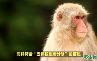 影只形单是什么生肖？影只形单打一正确动物