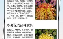 秋菊是什么生肖？菊花打一正确生肖