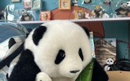 熊猫是什么生肖？熊猫打一个正确生肖