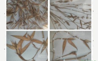 竹花是什么生肖？竹花打一个最准确的生肖