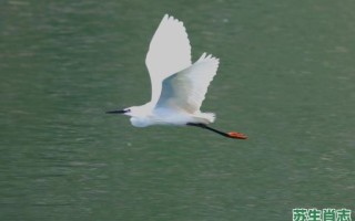 白鹭是什么生肖？白鹭比喻什么生肖