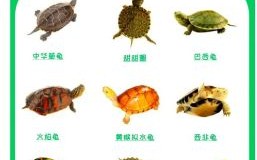龟是什么生肖？乌龟打一准确生肖