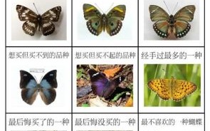 蝴蝶打一生肖是什么？蝴蝶最佳答案打一动物