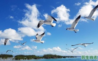 绿水蓝天是什么生肖？蓝天绿水正确答案动物