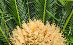 铁树是什么生肖？铁树开花最正确一肖