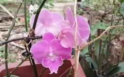 登山涉水是什么生肖？跋山涉水三大生肖