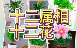 十二生肖分别是什么花？十二生肖对应哪种花