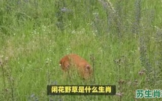 野外绿草是什么生肖？野草代表什么生肖和动物
