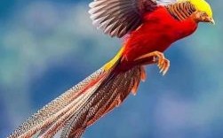 凤凰鸟是什么生肖？凤凰是什么生肖动物