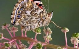 彩蝶是什么生肖？彩蝶打一个最佳生肖