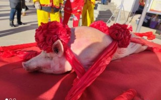 八抬大轿是什么生肖？八抬大轿指的是什么