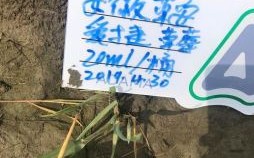 向田间出发是什么生肖？向田间出发打准确一肖