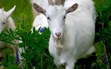 草羊是什么生肖？什么羊不吃草打一动物