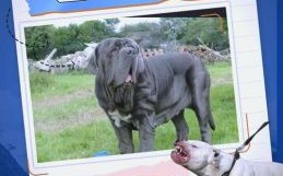 烈是什么生肖？烈代表什么动物