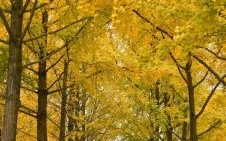 秋天是是什么生肖？秋景萧条是什么生肖