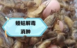 禾苗怕蝼蛄是什么生肖？禾苗怕蝼蛄最正确的一肖