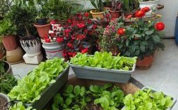 养在小院是什么生肖？小院热闹是哪一个生肖