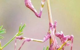 螳螂是什么生肖？螳螂猜一个准确生肖