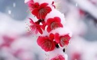 红梅独傲是什么生肖？红梅独傲雪中花最佳答案