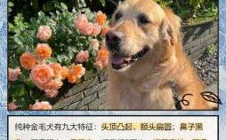 全身金毛是什么生肖？欲钱买遍身金毛正确答案