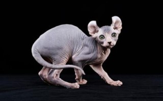 无脚生肖是什么？无脚的动物是哪几肖