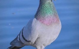 飞鸽传书是什么生肖？飞鸽传书打一数字