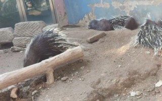 昼伏夜出是什么生肖？昼伏夜出最正确的动物