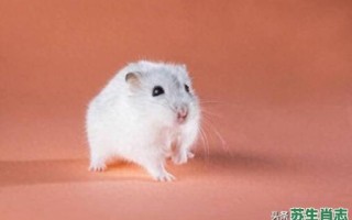 毛茸茸的生肖是什么？一时贪得是什么生肖动物