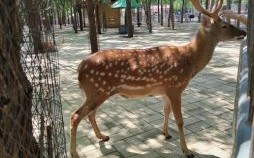 春回地绿的生肖是什么？春回地绿绿油油有哪些动物