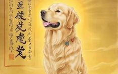 狡猾无比是什么生肖？狡猾献勤是什么生肖