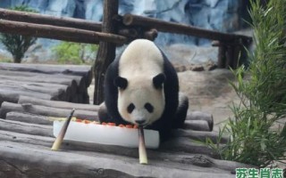 不孝有三是什么生肖？大暑代表什么动物