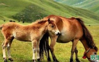 春风肖是什么生肖？春风打一个最准确动物