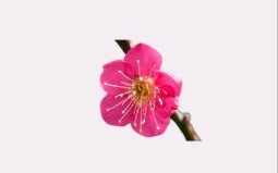 花落知多少是什么生肖？梅花最佳答案一肖