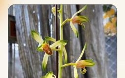 穿金戴银戴兰花是什么生肖？穿金戴银戴兰花正确答案