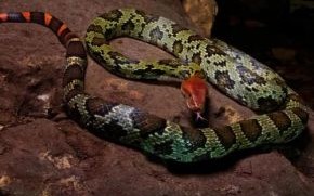 蛇是什么花的生肖？十二生肖各属什么花