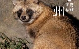 貉是什么生肖？蛟字代表什么生肖